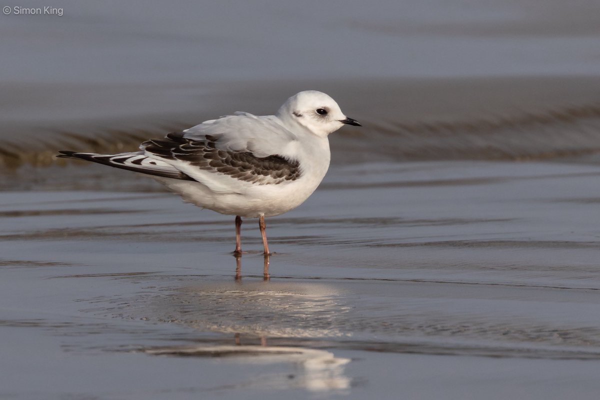 Simon King tweet media