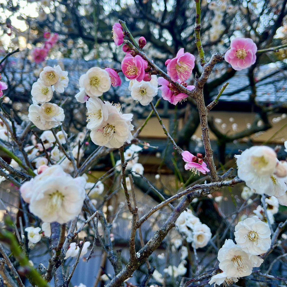境内の「思いのまま」、満開になってきました🌸 白梅に紅梅が混じる