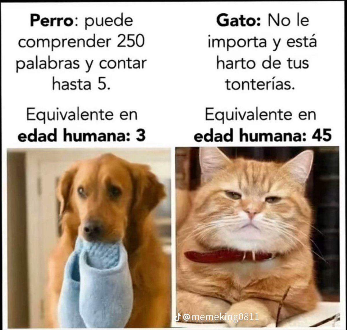 Ana_LaPatata (@ymuchosmemes) on Twitter photo 