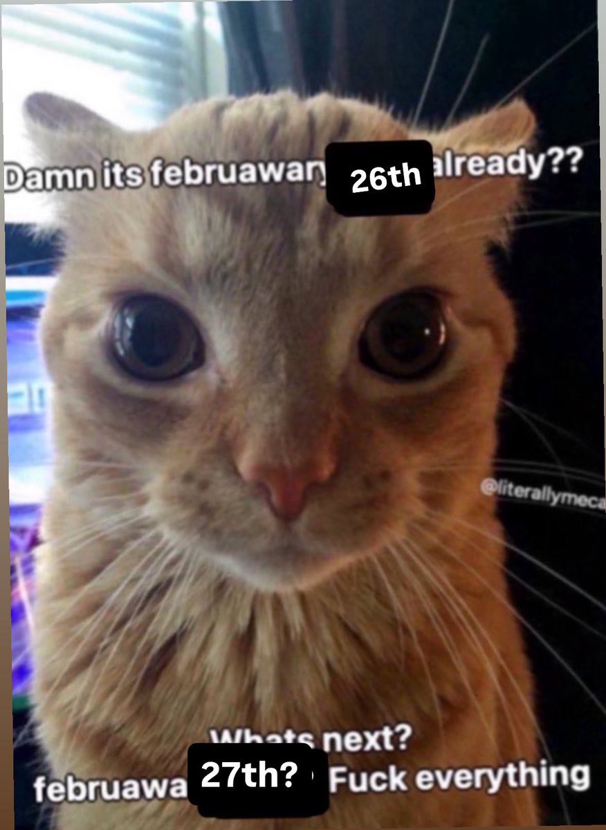 LiterallyMeCats (@literallymecats) on Twitter photo 