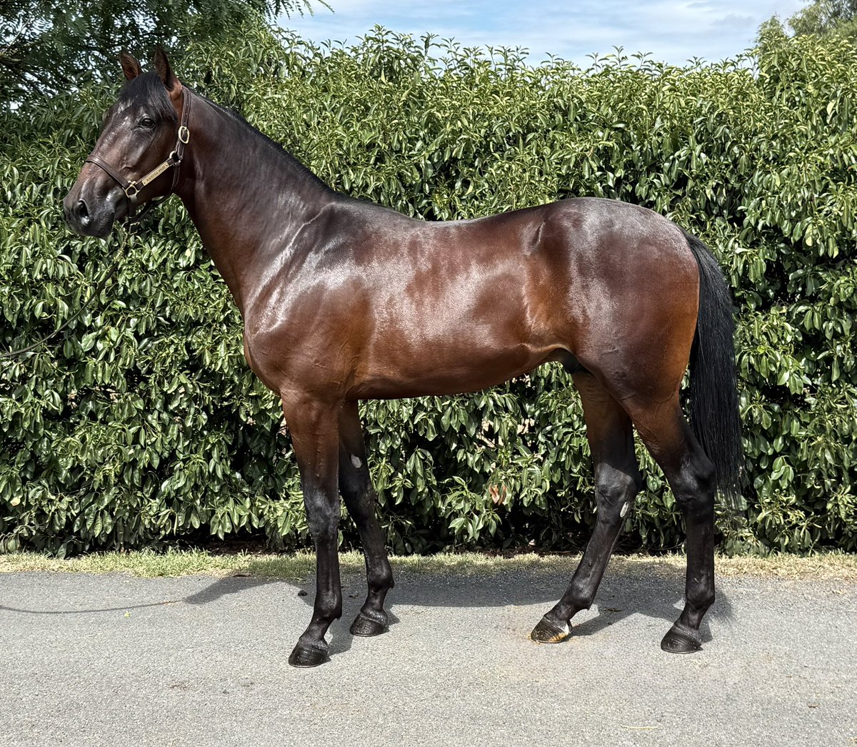 Success Stud tweet media