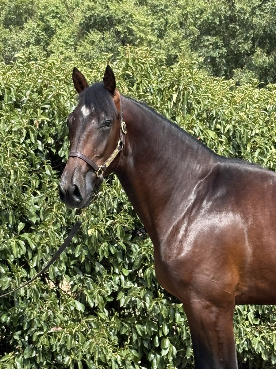 Success Stud tweet media