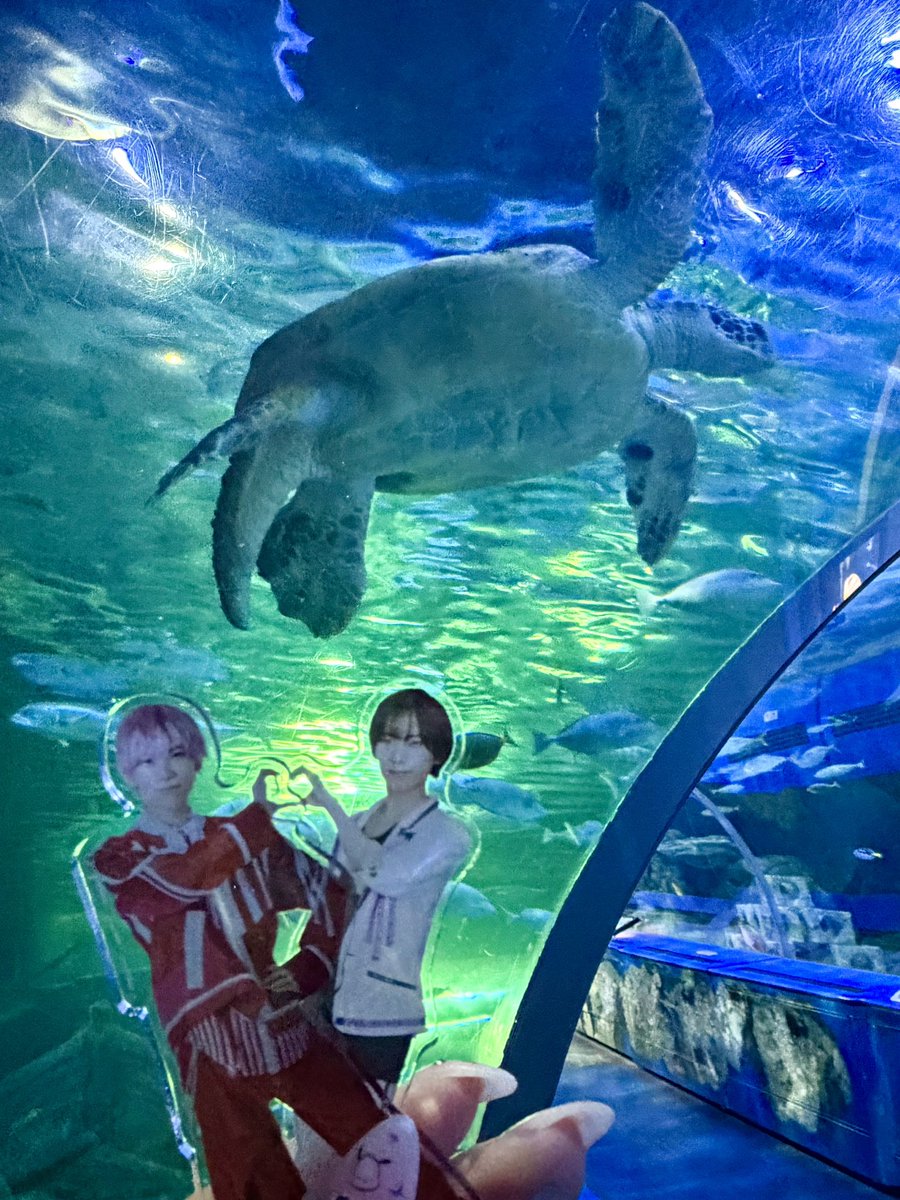 k_9223's tweet photo. 昨日で私の2FATE終わっちゃった😭青木くんのお歌もお芝居もアドリブも全部最高すぎた😂💓土曜もなんとかスト交換探して行けないかと思って困った🤔💭
公演前は日曜行けなかったしながわ水族館リベンジ🐬水槽トンネルずっといたい！水中ショーで推しのホシエイがご飯食べてるとこ見れてご機嫌のヲタク🥰 https://t.co/xYBjfQGsYg