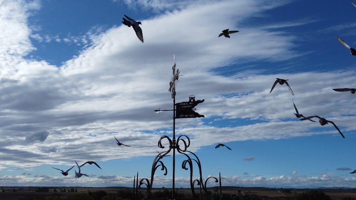 AVillamoron's tweet image. En #invierno en los #páramos de #Villegas y #Villamorón se puede observar cómo muchas #aves se afanan en buscar recursos varios: unas, semillas; otras, insectos;  otras, lombrices. Unas y otros son indispensables para la vitalidad de la #tierra, y su presencia es señal de #salud.