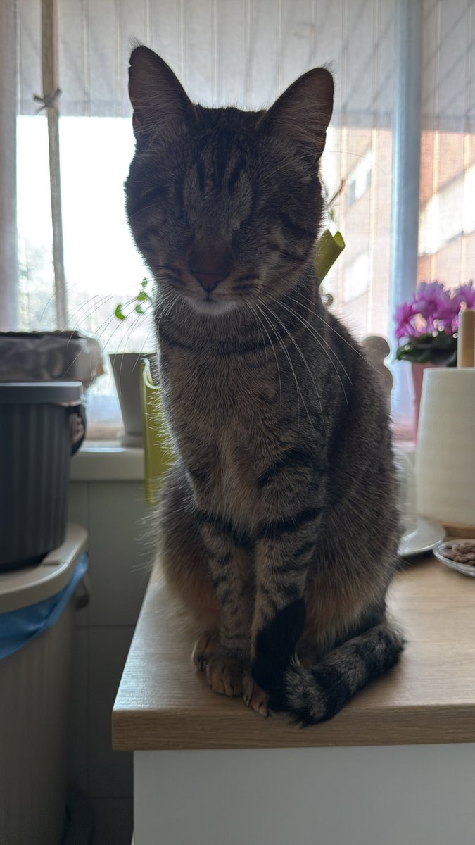 drassei's tweet photo. @codzlover123 @CorporateChiken @EnsedeCiencia Aqui un gato ciego que te salta a los hombros cada vez que te ve y acierta sin tener ojos https://t.co/jy6s9Ivmz9