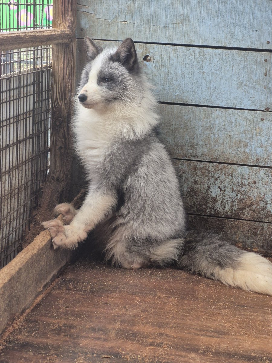 宮城蔵王キツネ村(公式)🦊 tweet media