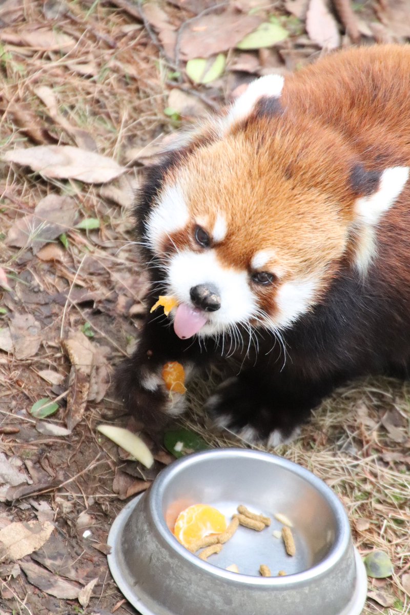 シール配りjoy93 (@joy93_redpanda) / Posts / X