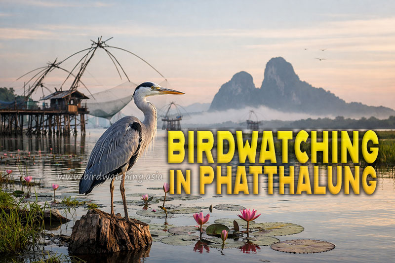 Bird Watching Asia tweet media