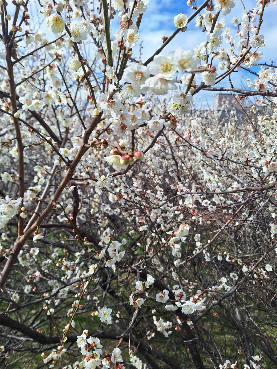 弘美^-^　ありがとう🌷当分休み時々呟くかも🙏いいね返信のみ tweet media