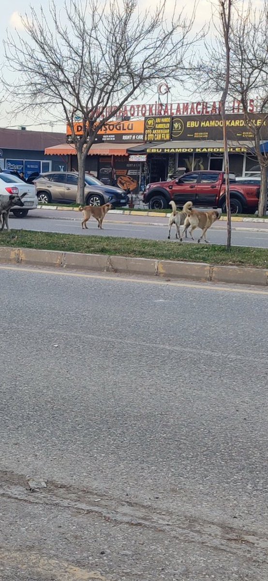 Sayın valim <a href="/hasansildak/">Hasan ŞILDAK</a> Şanlıurfa’da başıboş köpekleri toplamıştınız teşekkür ederiz ama bunlar kalmış, bilginize.