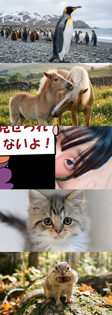 みぃらくん tweet media