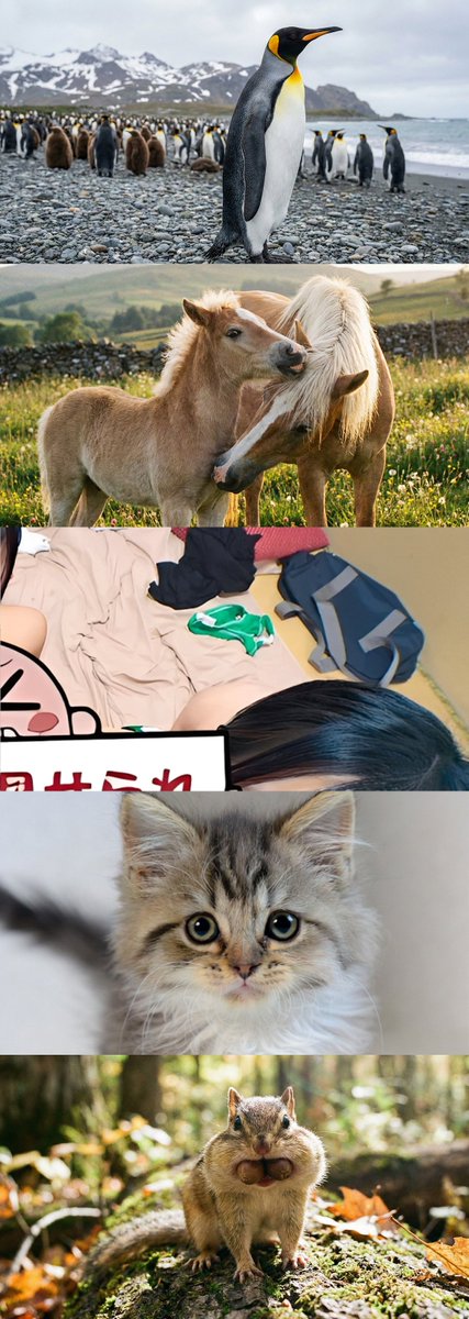 みぃらくん tweet media