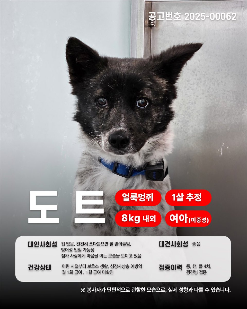 내일 정오 이후엔 죽어요. ㅠㅠ
안락사 20시간 남은 친구들입니다…
마음 가시는 분들 없을까요 🥹🥹🥹
가족 찾아요. 구조해 주실 분 찾습니다!!!