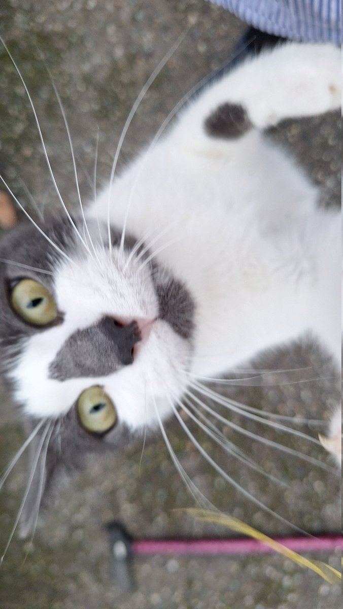 Neighbor Arlo showing off those fine whiskers.