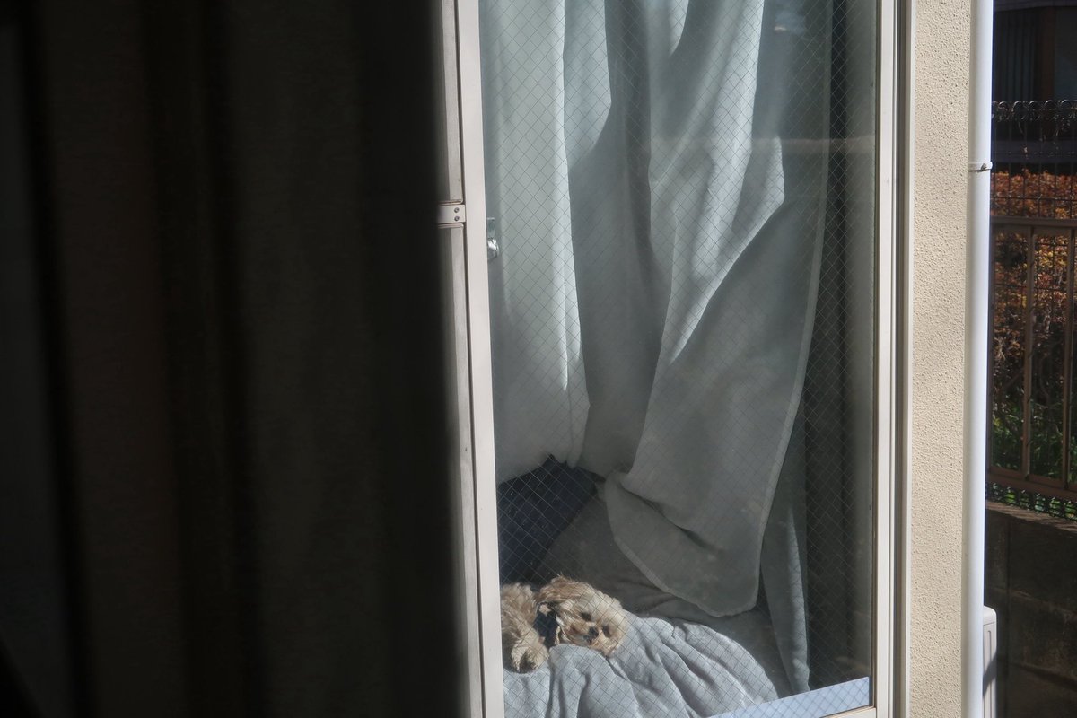 asobou_Riley's tweet photo. 今日の、ひなたぼこ☀️

#ペキプー #ミックス犬 #犬のいる生活 #dog https://t.co/4FVHcM37BQ
