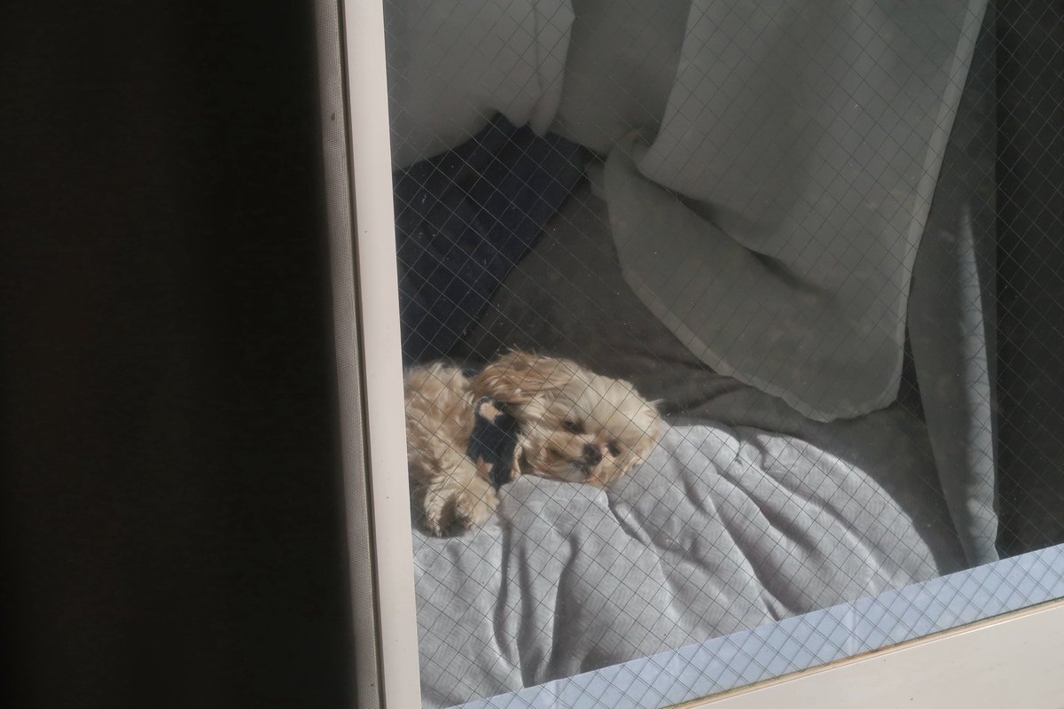 asobou_Riley's tweet photo. 今日の、ひなたぼこ☀️

#ペキプー #ミックス犬 #犬のいる生活 #dog https://t.co/4FVHcM37BQ