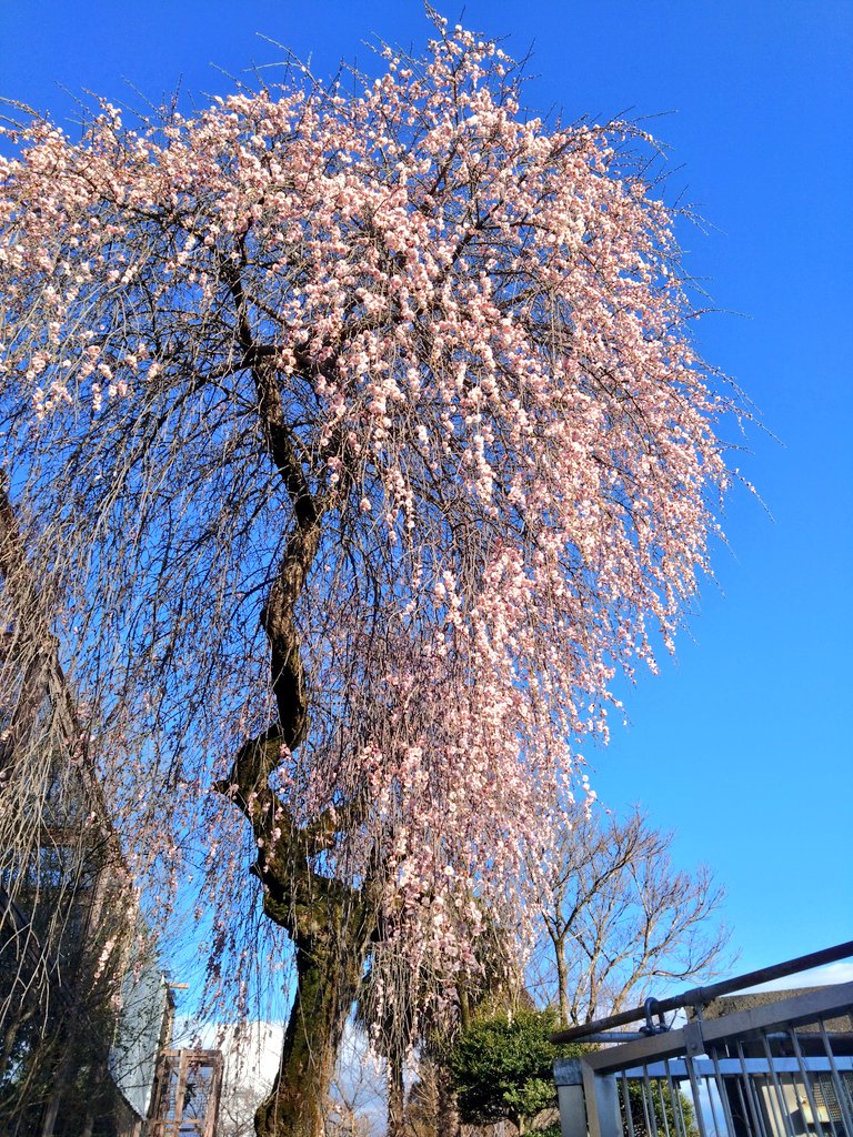 桜が咲いてた…まだ2月なのに。
#桜　#飯田動物園