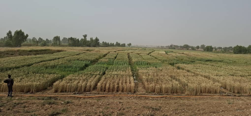 fmanng_'s tweet photo. Our fields are now mostly golden brown, with just hints of green, a beautiful sign that harvest season is here.
#HarvestSeason
#GoldenFields
#growingnigeria
#ReadyForHarvest
#FarmProgress https://t.co/PeWwdCTahC