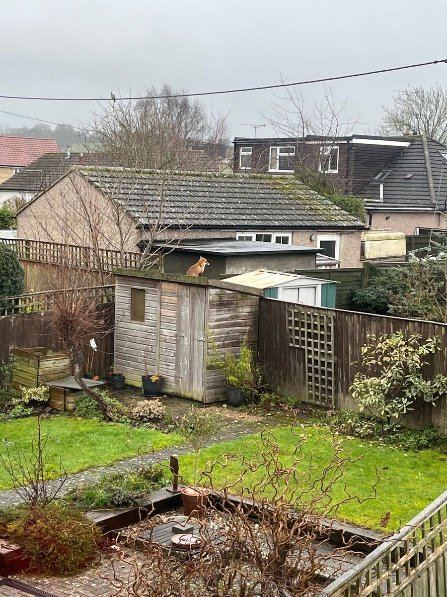 Chris Packham tweet media