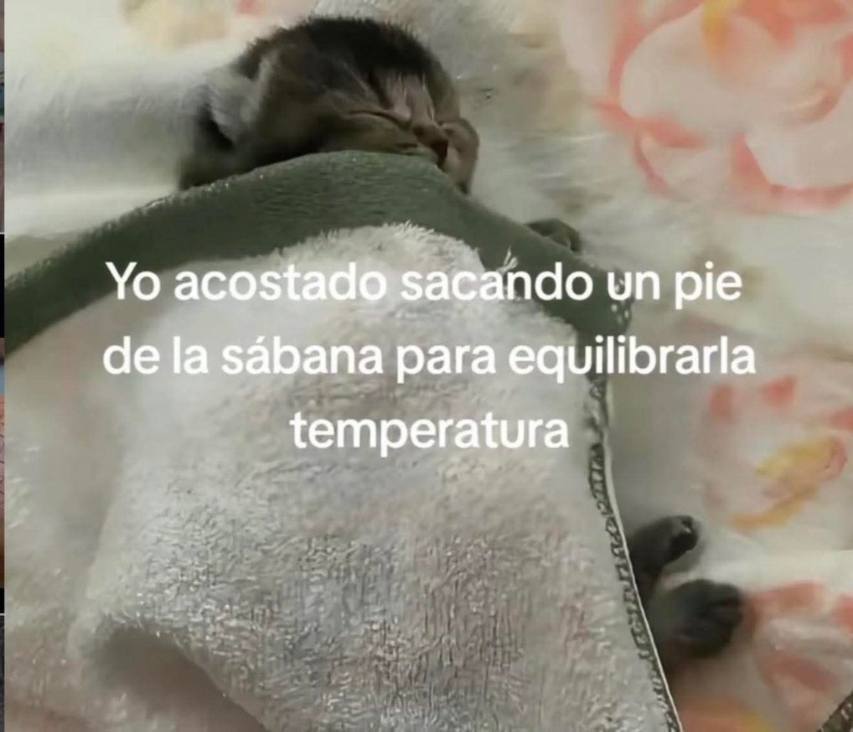 En Júpiter (@en_jupiter_) on Twitter photo 