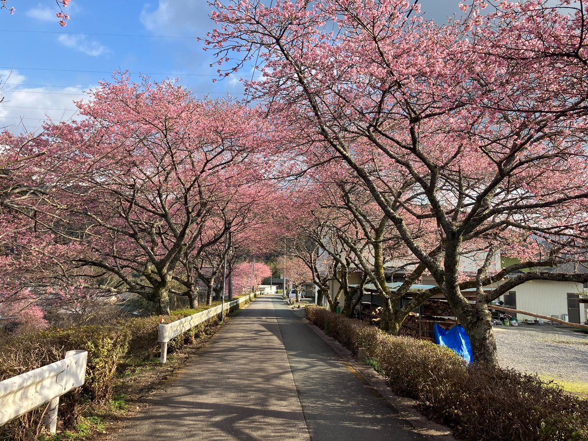 現地にいるスタッフから📧 --- 新城市・長篠の河津桜が 今年も美しく