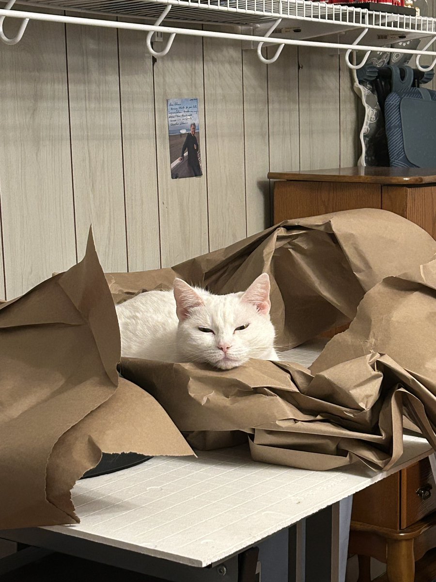 oliviadasovic's tweet photo. Since today is National Toast Day, i’m submitting nepo kitty Toast for cute of the day. She’s always by my side &amp; I just adore her :) #pccpets @Brettdasovic https://t.co/XxnLlZVWY3