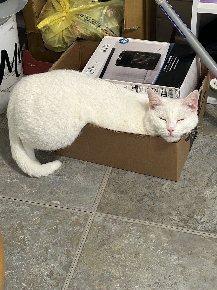oliviadasovic's tweet photo. Since today is National Toast Day, i’m submitting nepo kitty Toast for cute of the day. She’s always by my side &amp; I just adore her :) #pccpets @Brettdasovic https://t.co/XxnLlZVWY3