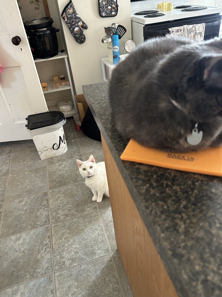 oliviadasovic's tweet photo. Since today is National Toast Day, i’m submitting nepo kitty Toast for cute of the day. She’s always by my side &amp; I just adore her :) #pccpets @Brettdasovic https://t.co/XxnLlZVWY3