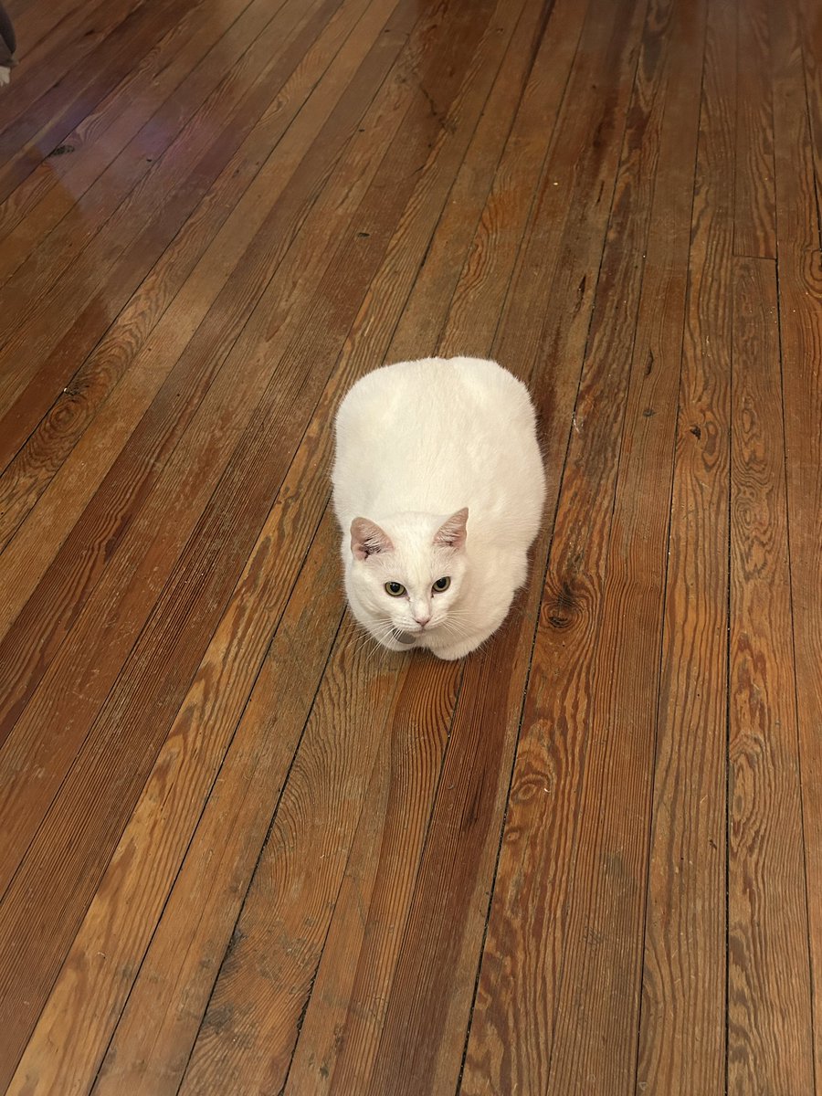 oliviadasovic's tweet photo. Since today is National Toast Day, i’m submitting nepo kitty Toast for cute of the day. She’s always by my side &amp; I just adore her :) #pccpets @Brettdasovic https://t.co/XxnLlZVWY3