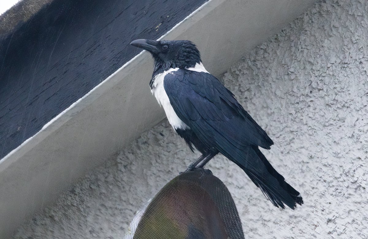 Ashley Howe tweet media