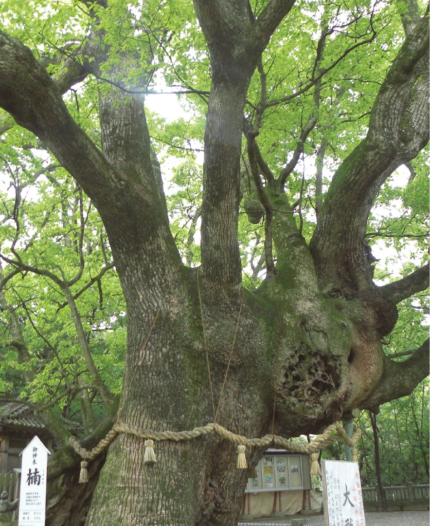 神社百選】伊弉諾神宮（兵庫県 淡路市） 淡路島の北部、静かな杜に包