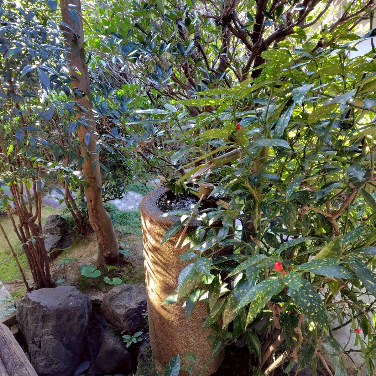 KpuSado's tweet photo. 先日、妙心寺 退蔵院様をお借りし、第70回記念茶会を開催いたしました。
テーマである「春来草自生」のもと、当たり前のことが当たり前にあることのありがたさを感じながら、70回目の開催に関われたことを誇りに思っております。 https://t.co/gLWwWGCVIk