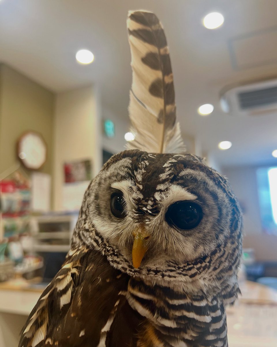 大きな綺麗な羽が抜けましたねー！