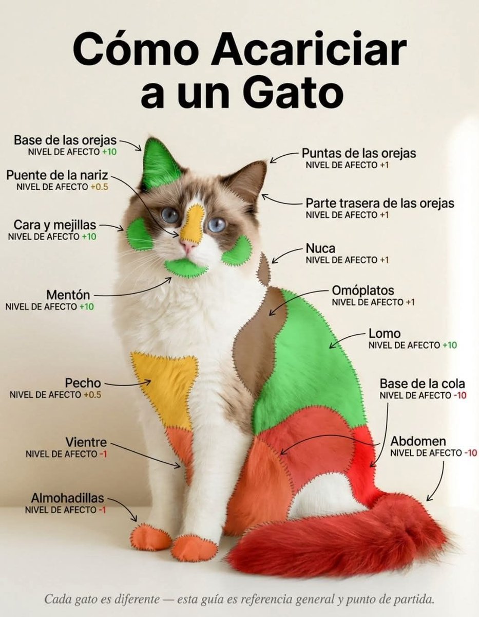 lluisridao's tweet image. #manual #cat #gato