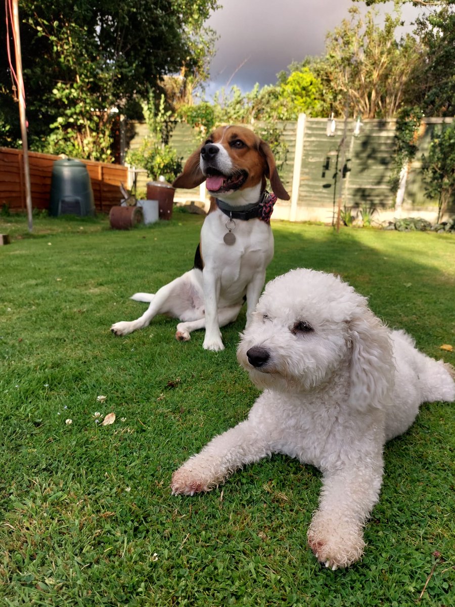 percythebeagle's tweet image. Goodmorning, it's me Percy...
A lovely #ThrowBackThursday of me &amp;amp; Niece Ruby, we call this our album cover pose #Vogue
