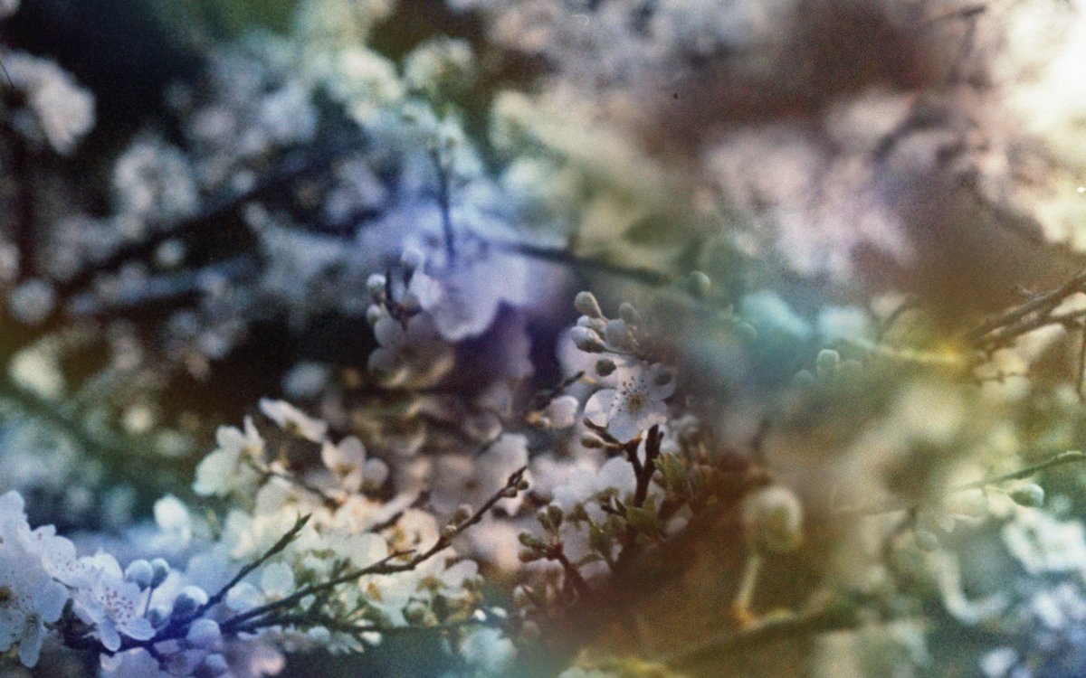 aria ☰ ~ tweet media