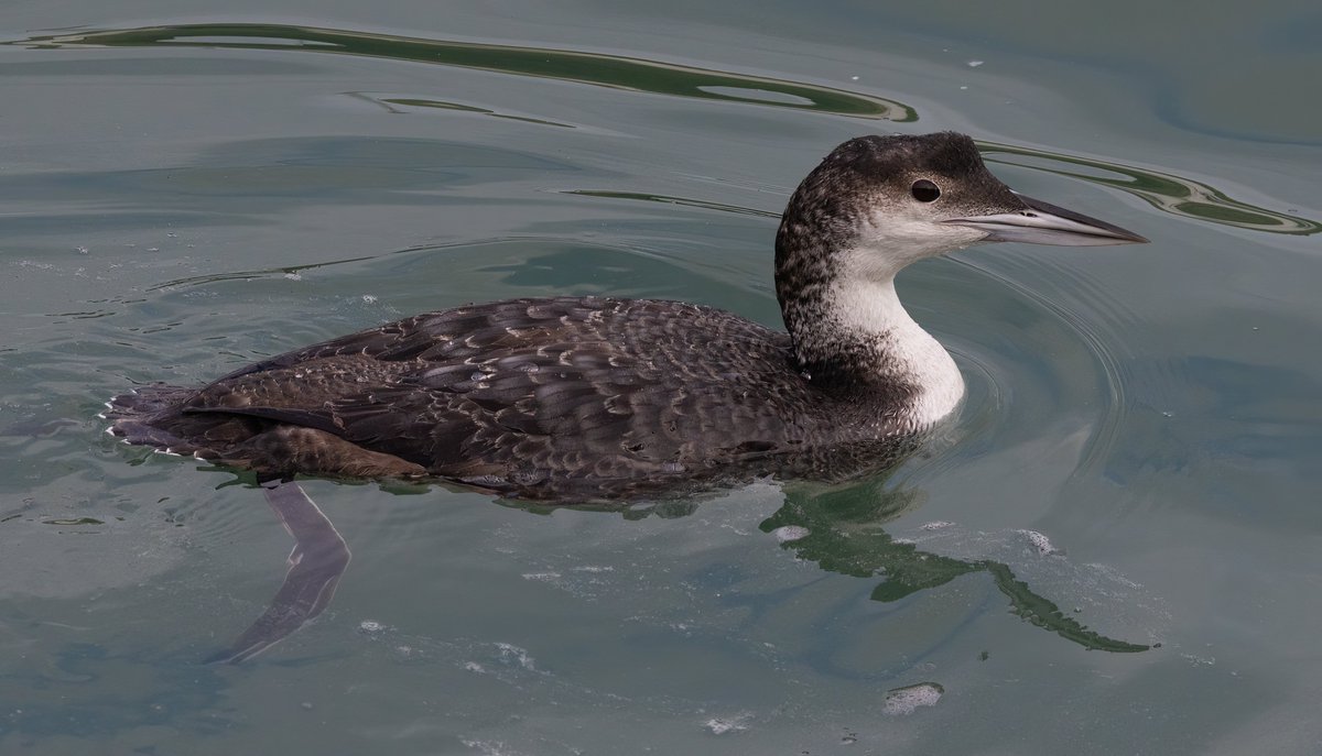 Ashley Howe tweet media