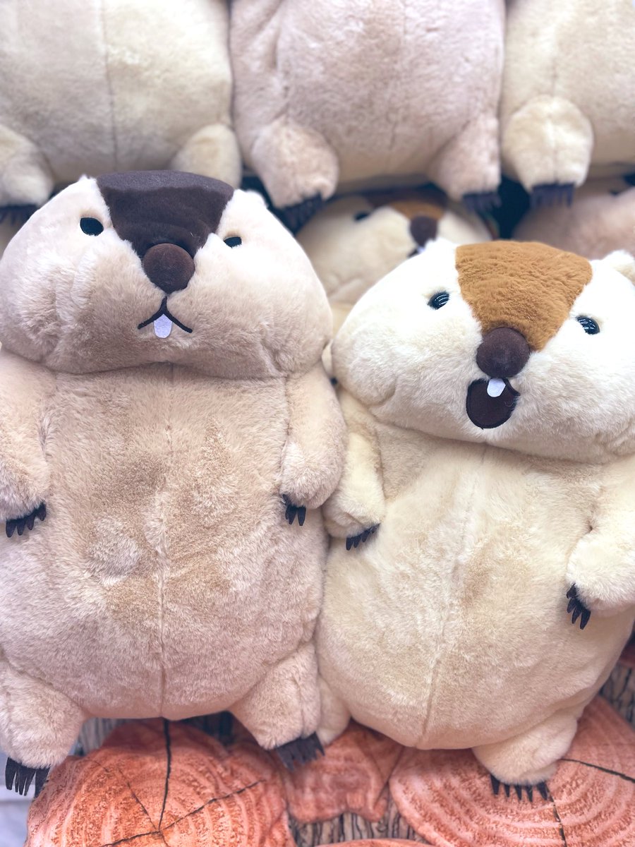 プライズ］ 本日入荷の新景品✨ マーモットのもっとっと超超ウルトラ