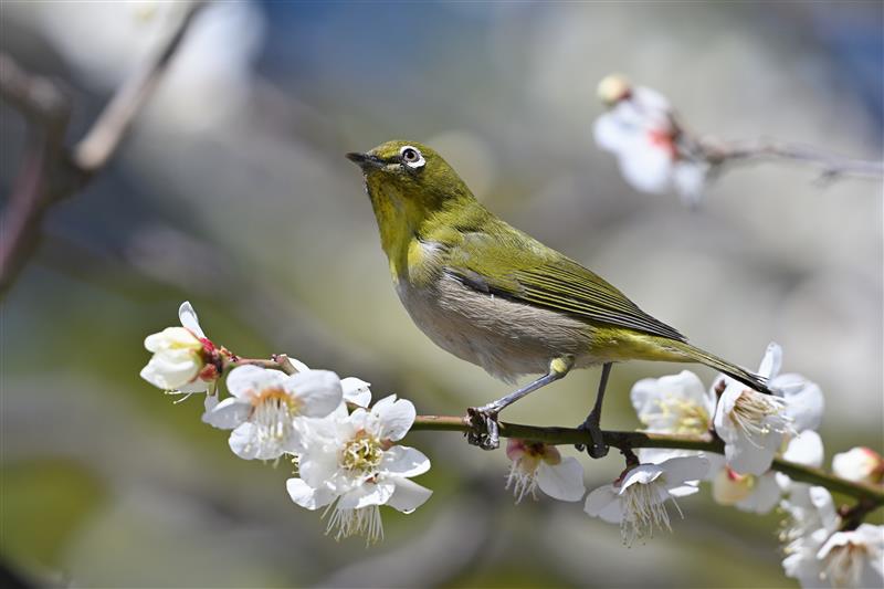 jtekt_ele's tweet photo. 社内の写真が趣味のメンバーから、梅の花にとまるメジロの写真をいただきました📷✨
ふくらむ蕾と鮮やかな羽色が、春の訪れをそっと知らせてくれます🌸

季節の変わり目、皆さまもどうぞ暖かくしてお過ごしください🤗

#梅の花 
#メジロ 
#春
#企業公式相互フォロー https://t.co/7LB9p5mqtO