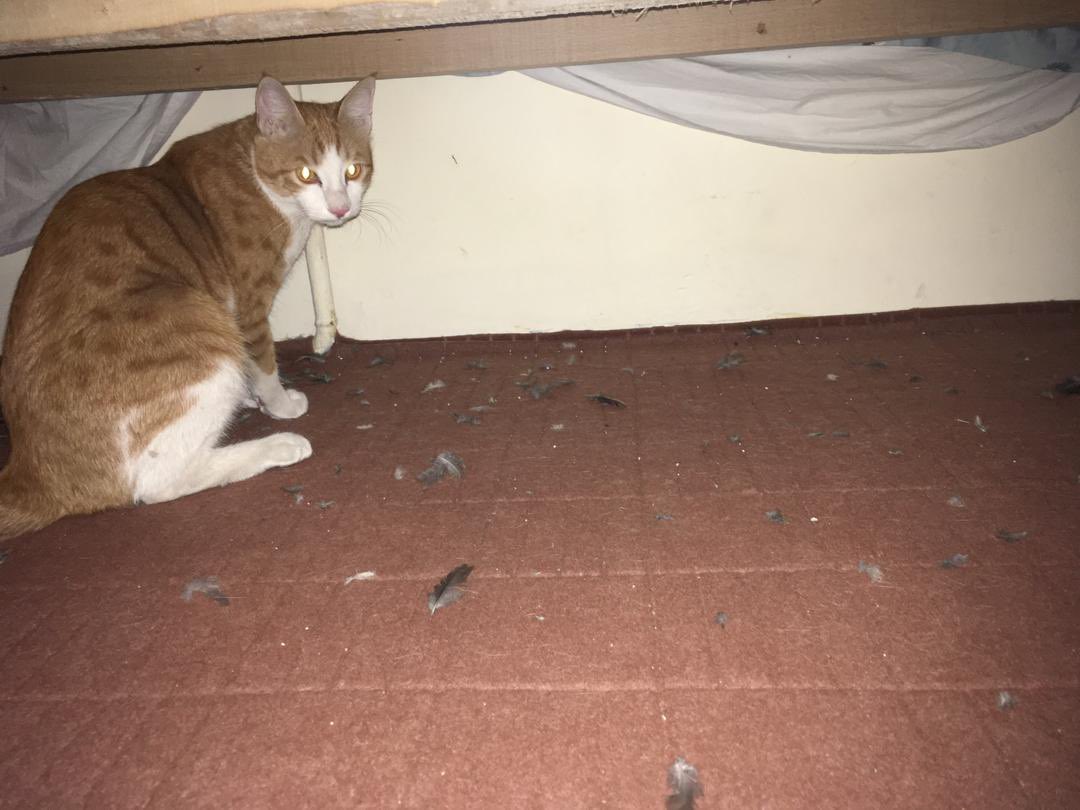 Leviathan tweet media