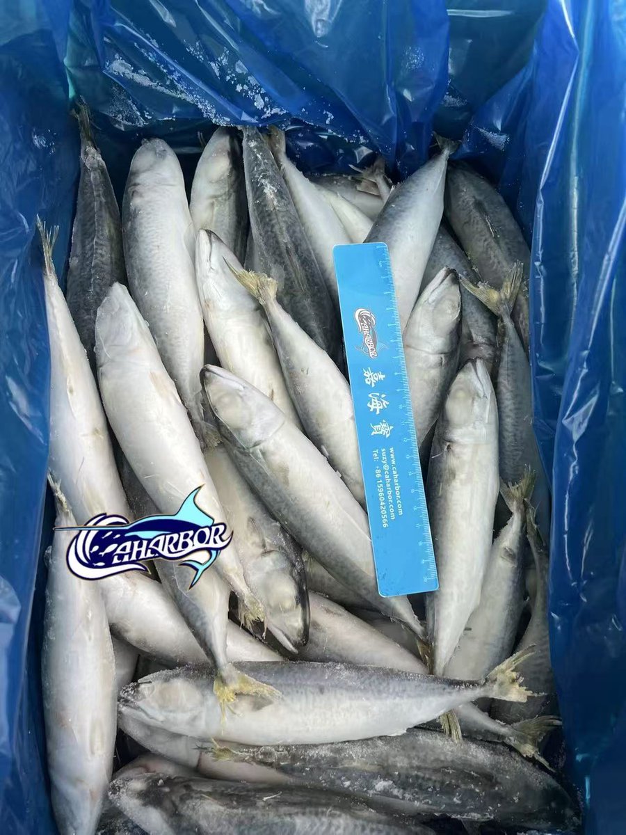 CCaharbor's tweet photo. ✅Pacific Mackerel
-Size: 4-6,6-8
Welcome to inquire
-Email: sales03@caharbor.com
-WhatsApp/Wechat: +86 17350998197
-Website: https://t.co/a1GVV2b4N6
#seafoodsupplier #frozenseafood #seafoodfactory #frozenfish #pacificmackerel #mackerel #saba #scomberjaponicus https://t.co/EADEwnptVu