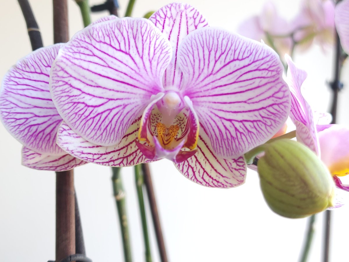 Exclusive Domains tweet media