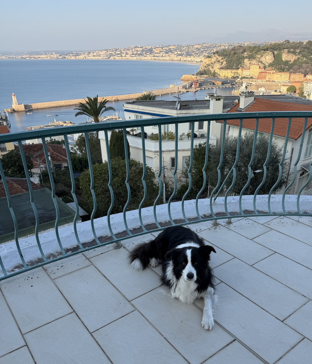 Bobby the Border Collie tweet media