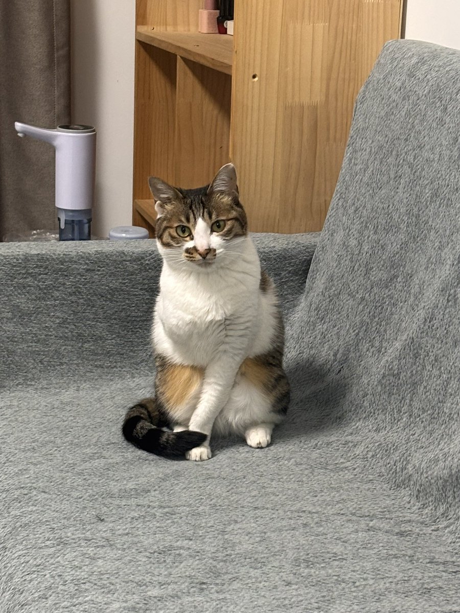 在没有24小时空调以后蹭蹭选择爆毛