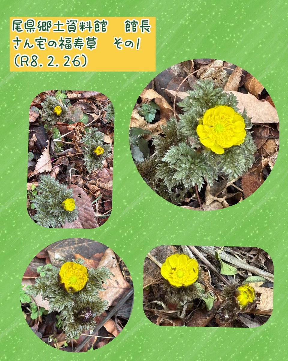 tsurub's tweet photo. 尾県郷土資料館の館長さんのご厚意で、館長さんのご自宅に咲いている福寿草も見せて頂きました。

陽当たりがいい場所だからか、かなり開いてきています✨️

こちらは民家の裏庭なので、場所は掲載できませんが、
ご覧になりたい方は、都留市観光協会までお問い合わせください。 https://t.co/IHCQsJVaQJ