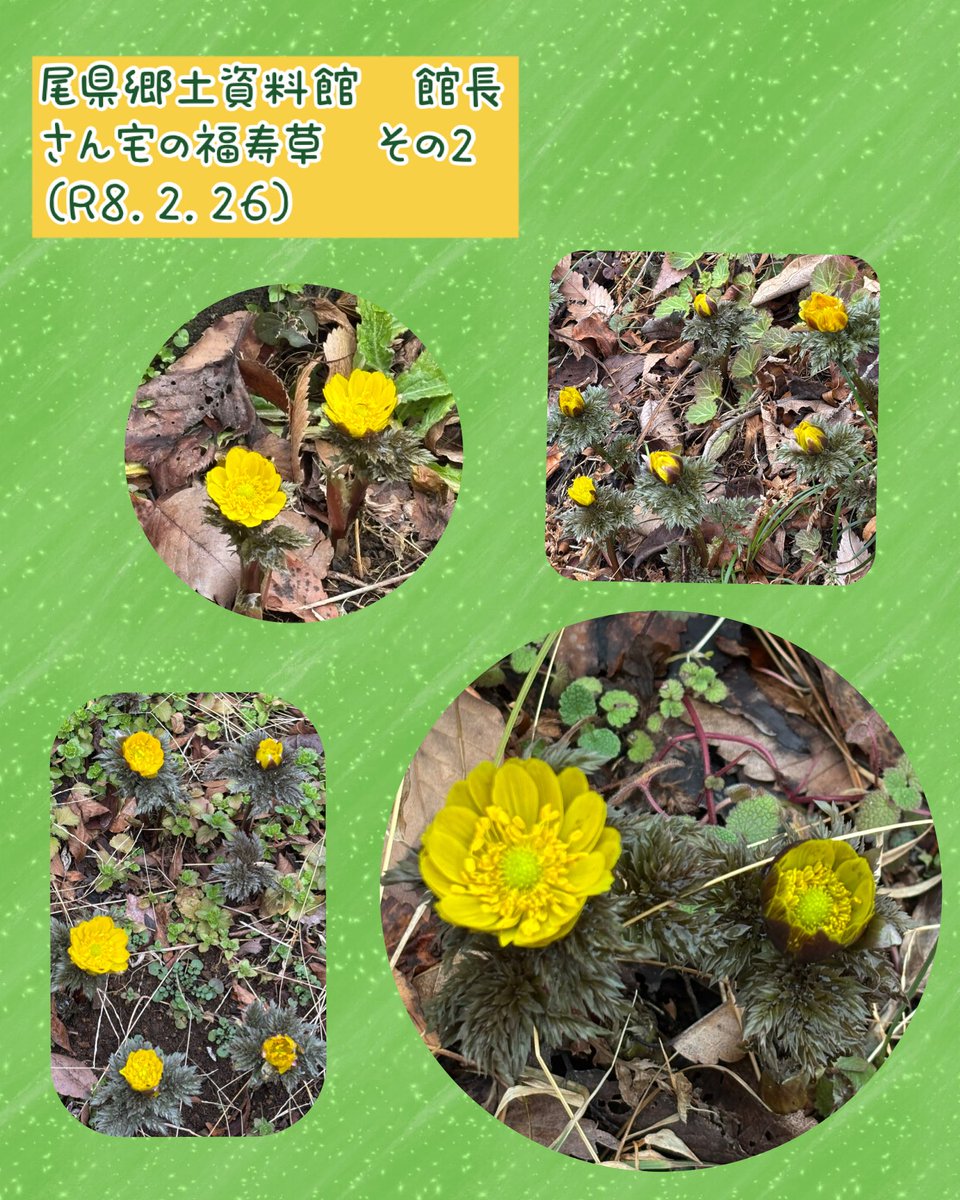 tsurub's tweet photo. 尾県郷土資料館の館長さんのご厚意で、館長さんのご自宅に咲いている福寿草も見せて頂きました。

陽当たりがいい場所だからか、かなり開いてきています✨️

こちらは民家の裏庭なので、場所は掲載できませんが、
ご覧になりたい方は、都留市観光協会までお問い合わせください。 https://t.co/IHCQsJVaQJ
