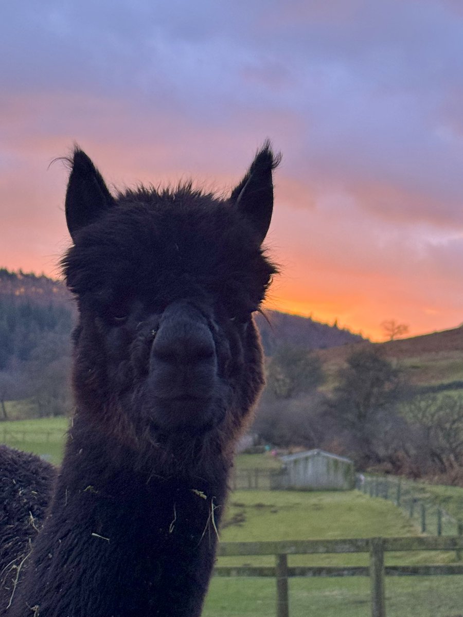 Good Morning Penelope 🫶