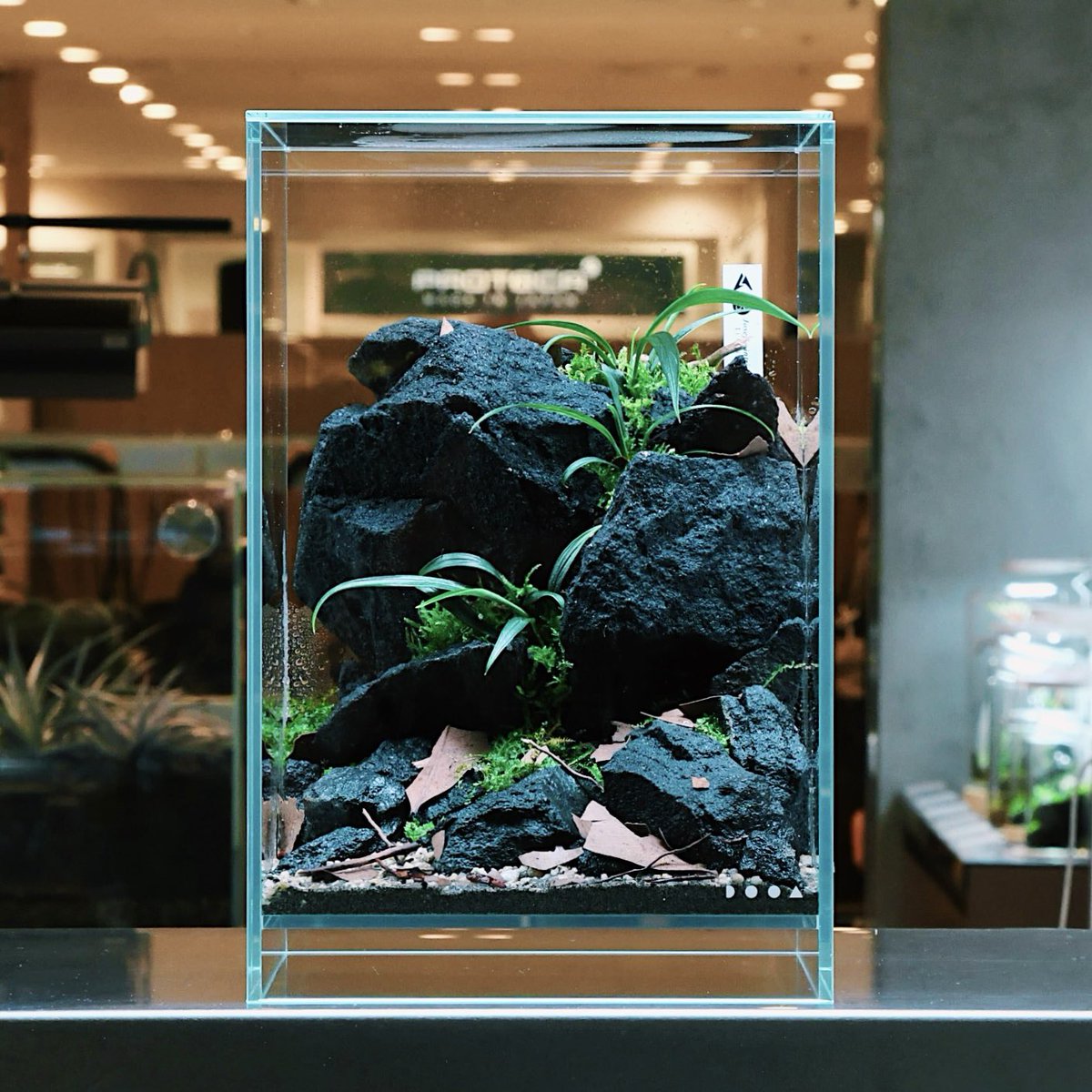 ada_lab_umeda's tweet photo. PLANTS REPORT
: Josefia intricata (LA0121-01Z)

ジョセフィア・イントリカータは、インドネシアの渓流沿いに自生するサトイモ科の植物。
種小名「intricata」は、複雑に入り組んだという意味を持ち、隆起した葉脈と彫りの深い細葉が枝垂れる姿が本種の大きな特徴です。

#adalab #adalabumeda #ada https://t.co/xJBij7n0Tv