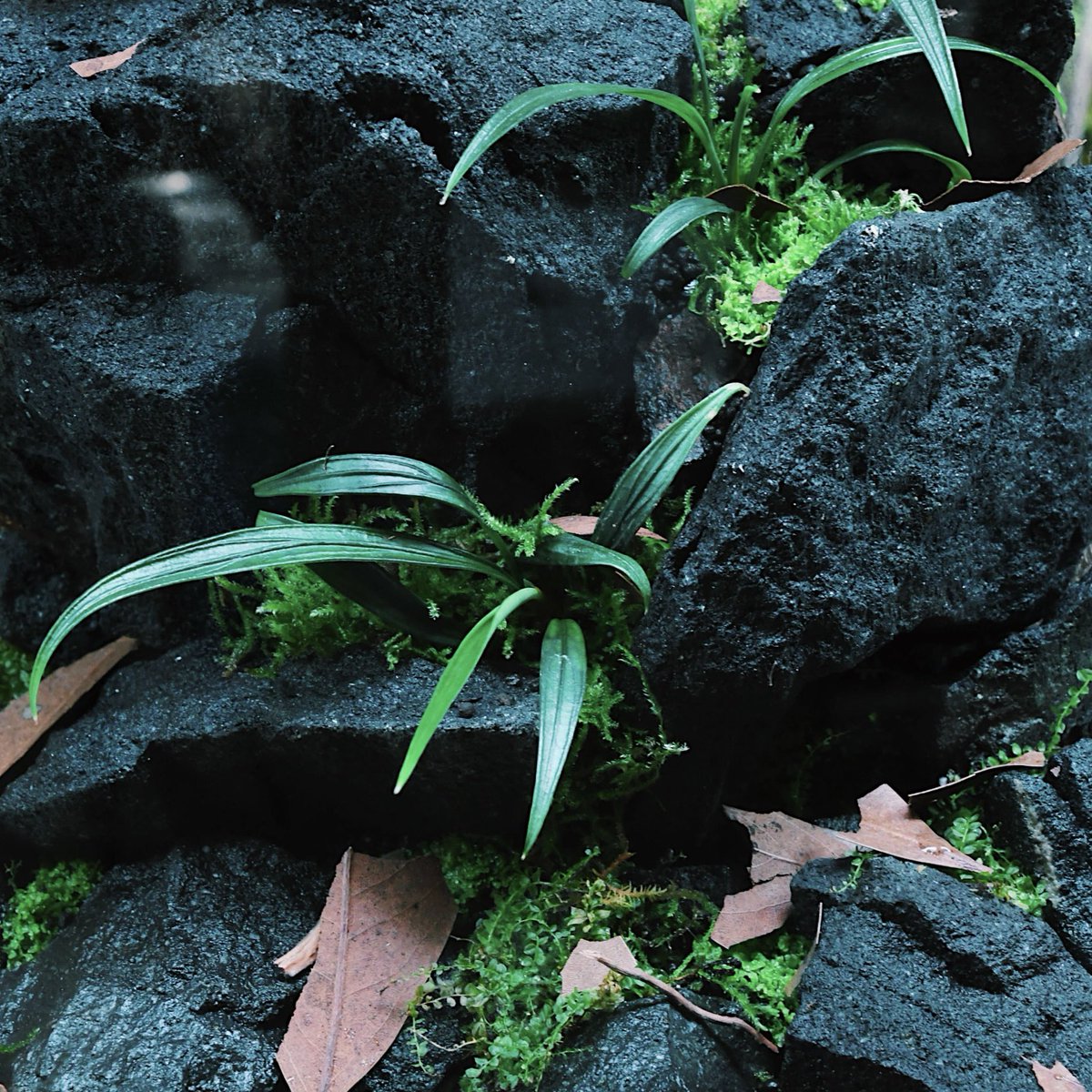 ada_lab_umeda's tweet photo. PLANTS REPORT
: Josefia intricata (LA0121-01Z)

ジョセフィア・イントリカータは、インドネシアの渓流沿いに自生するサトイモ科の植物。
種小名「intricata」は、複雑に入り組んだという意味を持ち、隆起した葉脈と彫りの深い細葉が枝垂れる姿が本種の大きな特徴です。

#adalab #adalabumeda #ada https://t.co/xJBij7n0Tv