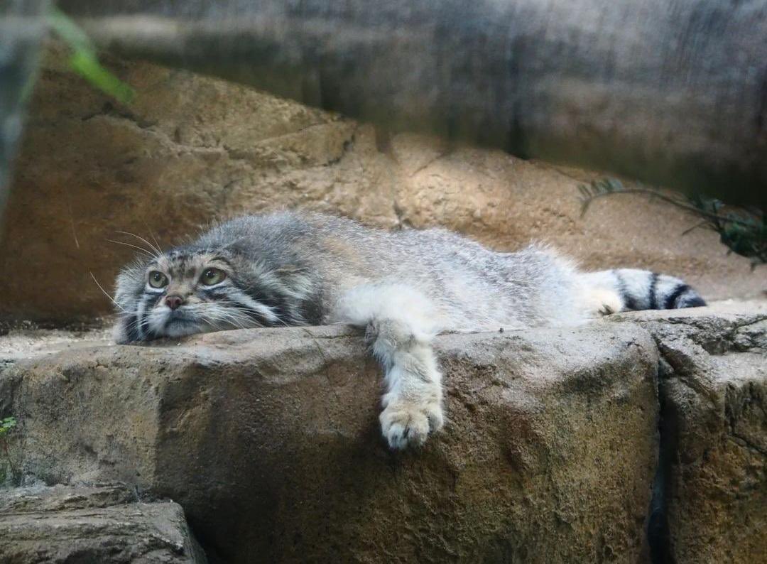 Nemo Literam tweet media